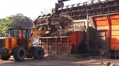 Sindaçúcar-AL: usinas processaram 5,3 milhões de toneladas de cana
