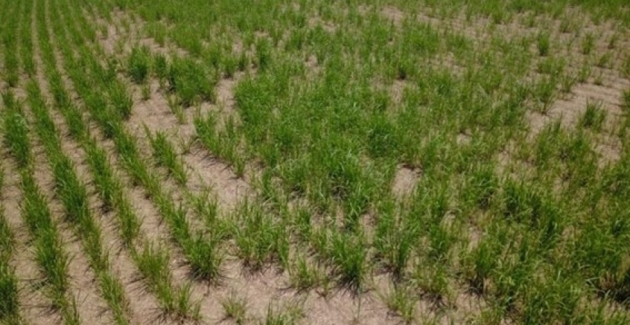 Nematoides pode provocar até 50% de redução na produtividade do canavial e reduzir a longevidade