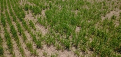 Saiba como identificar, amostrar e controlar os nematoides nos canaviais