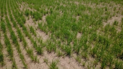 Saiba como identificar, amostrar e controlar os nematoides nos canaviais