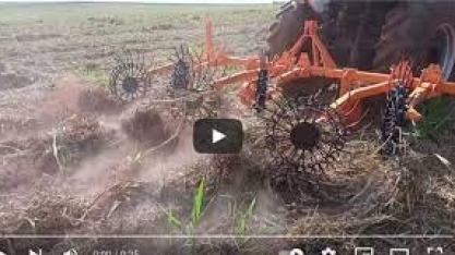 Momento adequado para combater a cigarrinha-das-raízes. E desenleirar a palha da cana faz diferença