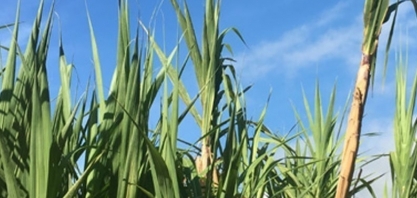 Presidente da Aplana comenta sobre a recuperação do setor em 2021