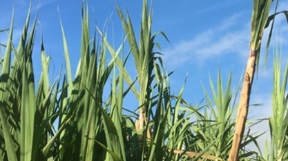 Presidente da Aplana comenta sobre a recuperação do setor em 2021