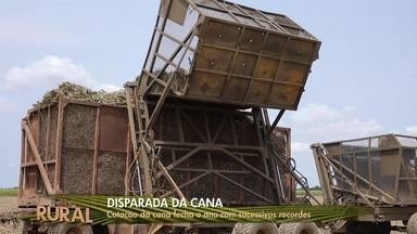 Safra de cana-de-açúcar tem recorde de cotação