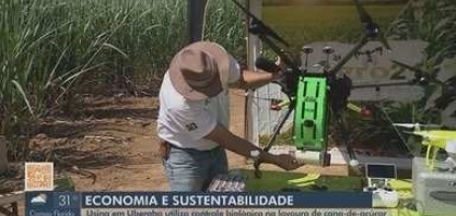 Usina em Uberaba utiliza controle biológico de pragas na lavoura de cana-de-açúcar