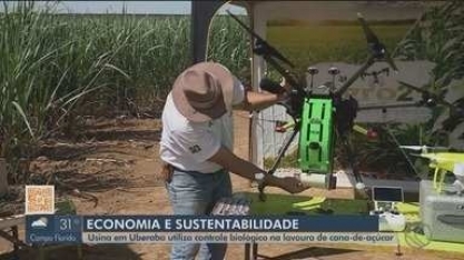 Usina em Uberaba utiliza controle biológico de pragas na lavoura de cana-de-açúcar