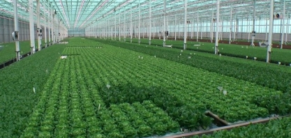 Cientistas desenvolvem cápsulas de herbicidas como alternativa a pulverização