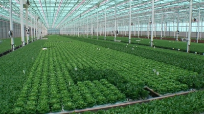 Cientistas desenvolvem cápsulas de herbicidas como alternativa a pulverização