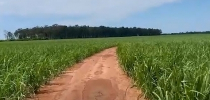 Manejo agrícola eficiente e as chuvas fazem com que o plantio de cana na Usina Atena seja um sucesso