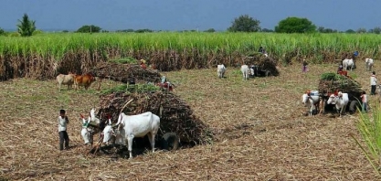 Unica: consumo de etanol na Índia pode enxugar excedente de açúcar do país após decisão da OMC