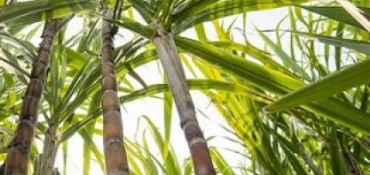 SP: clima impacta safra de cana-de-açúcar
