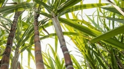 SP: clima impacta safra de cana-de-açúcar