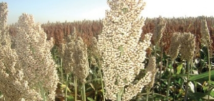 Embrapa lança livro sobre melhoramento genético de sorgo