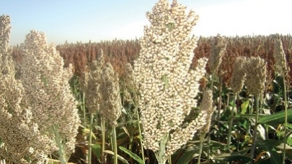 Embrapa lança livro sobre melhoramento genético de sorgo