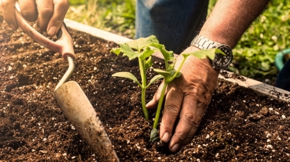COP 26 indica caminho para o Brasil se tornar uma potencial agroambiental