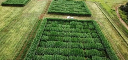 Cana-de-açúcar editada e não transgênica pode facilitar a produção de etanol