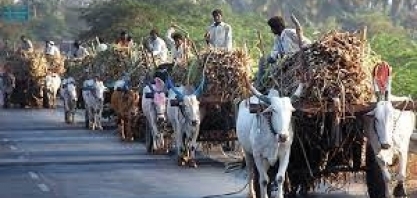 OMC diz que Índia deve cumprir regras globais de comércio de açúcar