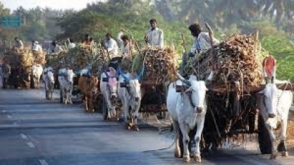 OMC diz que Índia deve cumprir regras globais de comércio de açúcar