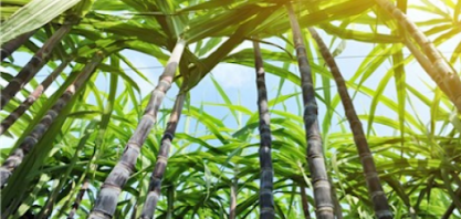 Na terra da cana, FS Bioenergia avança com etanol de milho e pode virar quarto maior produtor