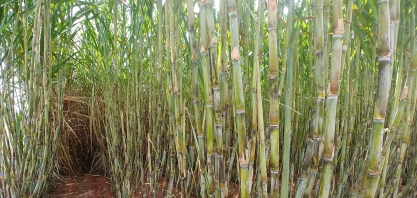 Balança comercial: agro paulista tem superávit de US$ 12,15 bilhões nos dez primeiros meses de 2021