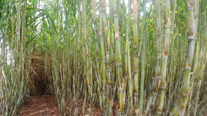 Balança comercial: agro paulista tem superávit de US$ 12,15 bilhões nos dez primeiros meses de 2021