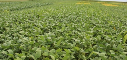 Usina investe no plantio consorciado de soja com cana