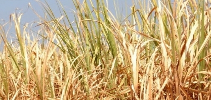 Virgínia Lyra destaca que canavial precisa de atenção após intempéries de 2021