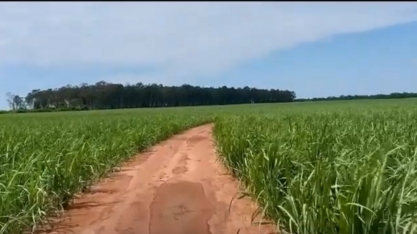 Manejo agrícola eficiente aliado às chuvas faz com que o plantio de cana na Usina Atena seja um sucesso