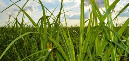 Safra de cana-de-açúcar ultrapassa 2 mil toneladas no Tocantins