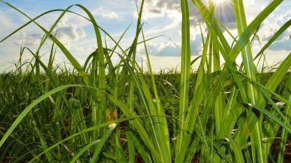Safra de cana-de-açúcar ultrapassa 2 mil toneladas no Tocantins