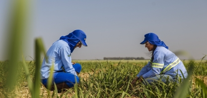 População ocupada no agronegócio chega ao maior número desde 2015, aponta Cepea