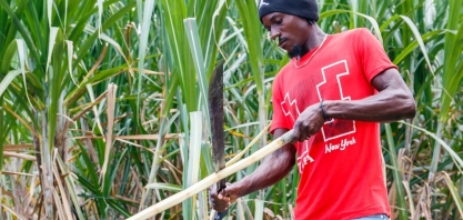 Barbados tem uma oportunidade única de promover o agroturismo por sua herança de rum