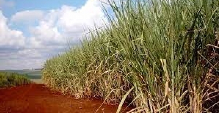 Foto: DIVULGAÇÃO - Expectativa é de recuperação da produtividade dos canaviais do Centro-Sul