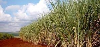 CTC prevê recuperação na produtividade da cana na safra 2022/23