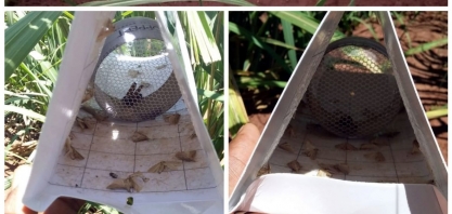 Alcoolvale: armadilhas são usadas para monitorar a broca da cana