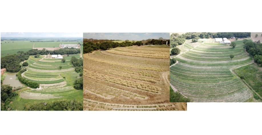 Matrizeiro da Spinagro, viveirista de MPB, em três momentos de 2021 – Antes da seca e geada – depois da seca e geadas – e com a volta das chuvas. Fonte: Spinagro