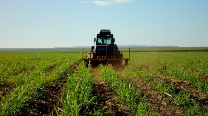 Reforma do canavial é o momento certo para reduzir o banco de sementes de plantas daninhas