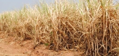 Zona da Mata registra baixo volume de chuvas este ano e leva safra 2021/22 de cana-de-açúcar da PB à uma estimativa de 20% de queda