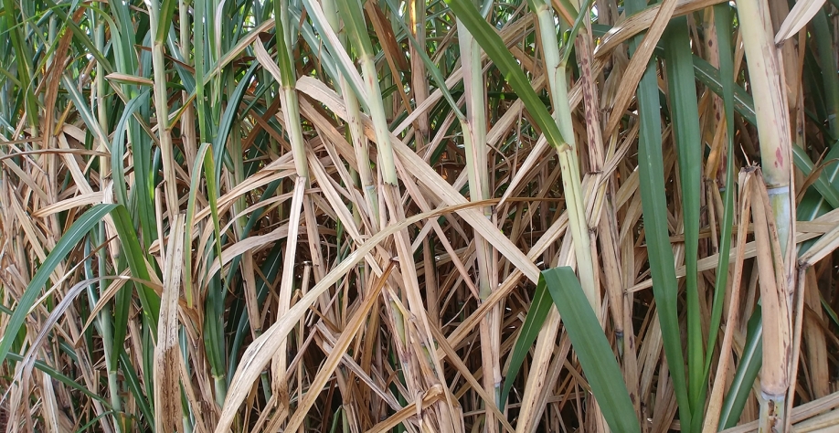 Ao utilizar a tecnologia de irrigação por gotejo da Netafim, alta produtividade se manterá por, no mínimo, 12 cortes