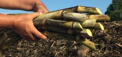 Pesquisa em Cana-de-açúcar: uso de fertilizante com extrato de algas aumenta a resistência às condições de estresse climático