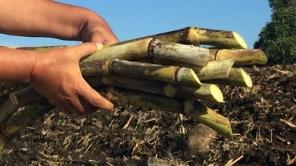 Pesquisa em Cana-de-açúcar: uso de fertilizante com extrato de algas aumenta a resistência às condições de estresse climático