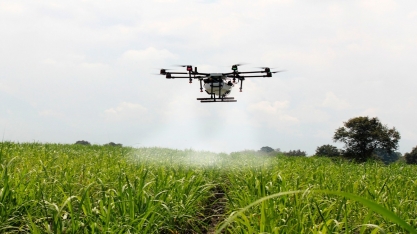 Custo de produção da cana-de-açúcar terá aumento para a safra de 2022