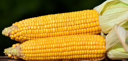 Menor demanda por etanol nos EUA pressiona milho em Chicago