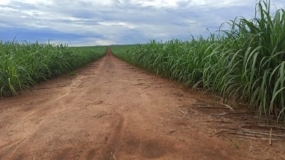 Unidade Santo Antônio, Grupo Balbo, aprova a nova variedade IACCTC05-2562