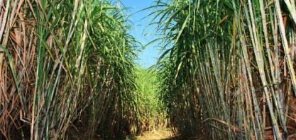 Minas Gerais eleva investimento em cana-de-açúcar