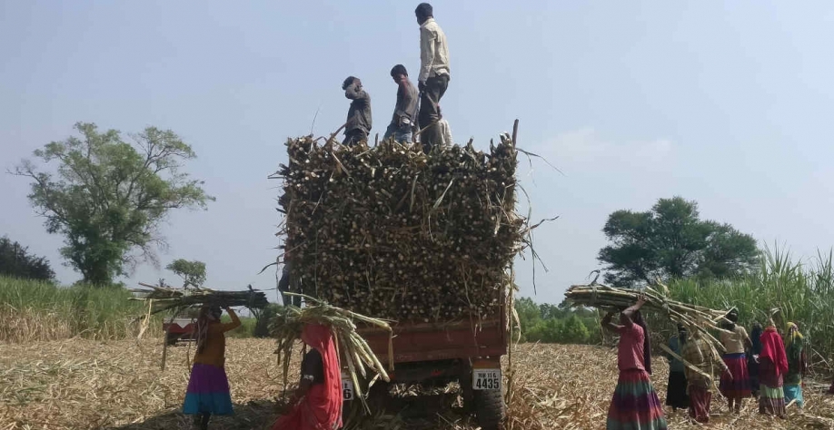Produção de cana e açúcar da Índia acelera para pressionar cotações (Imagem: Reuters/Rajendra Jadhav)
