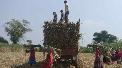 Açúcar: Índia mostra que commodity deve se desatrelar (para baixo) das confusões do petróleo