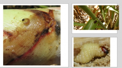 Broca, Cigarrinha e Sphenophorus competem pela liderança de ser a principal praga dos canaviais