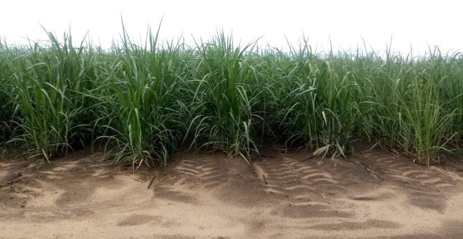 Área do Grupo SADA irá para o 16º corte em 2022 com uma produtividade média de 86 TCH. Foto: Divulgação Grupo SADA