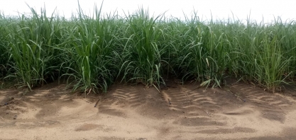 Canavial irrigado por gotejo no Grupo Sada alcança 16º corte com excelente produtividade